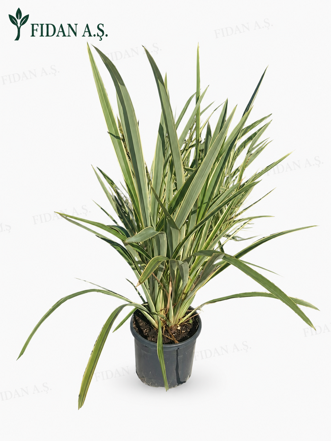 Phormium Tenax